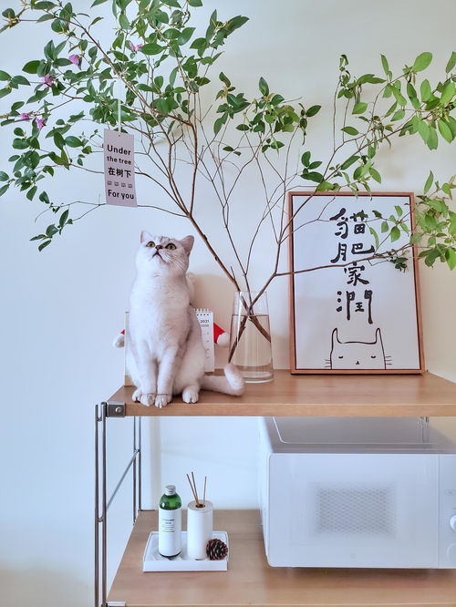 寵物用品如何收納？規劃整理師教你巧用寵物衣架